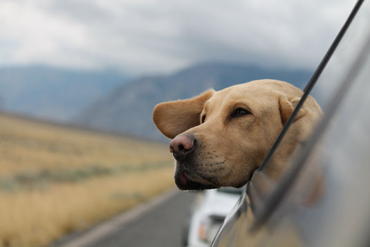 dog with head out the side of the car, driving down country road