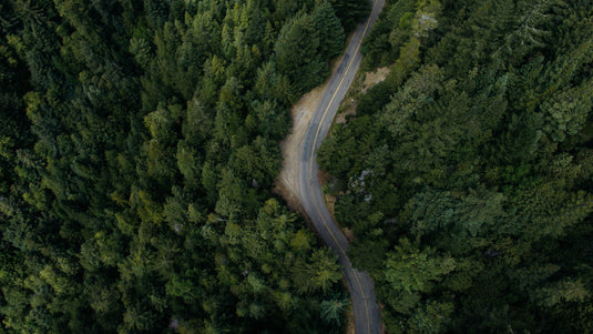 aerial shot of pine forest, road curling through the trees