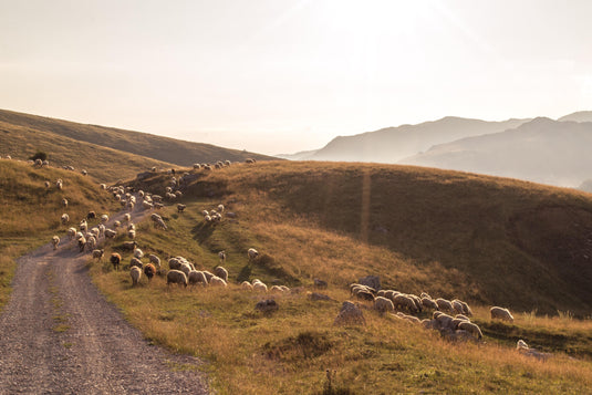 sheep on gravel farm track, in the afternoon sunshine