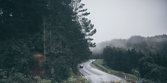 forest of trees growing beside a rural road, grey clouds