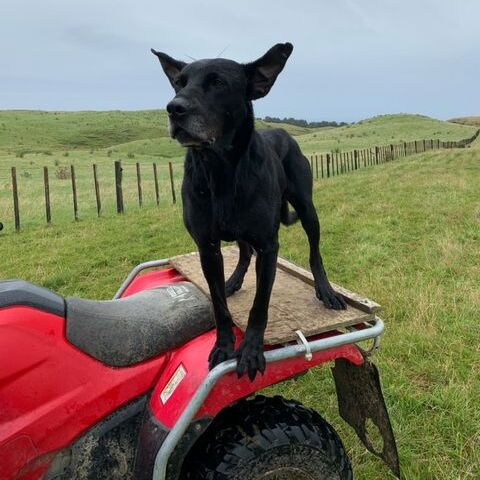 Quads & ATV Seat Covers