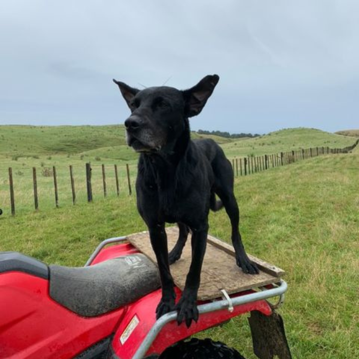 Load image into Gallery viewer, Honda TRX350 Quad Seat Covers
